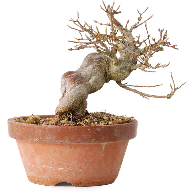 Acer buergerianum, 13 cm, ± 15 años