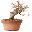 Acer buergerianum, 13 cm, ± 15 jaar oud