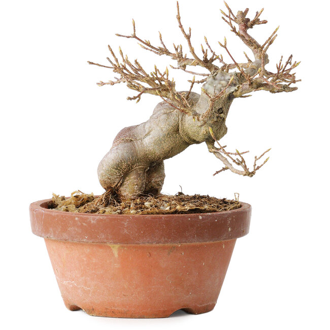 Acer buergerianum, 13 cm, ± 15 anni