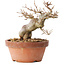 Acer buergerianum, 13 cm, ± 15 jaar oud