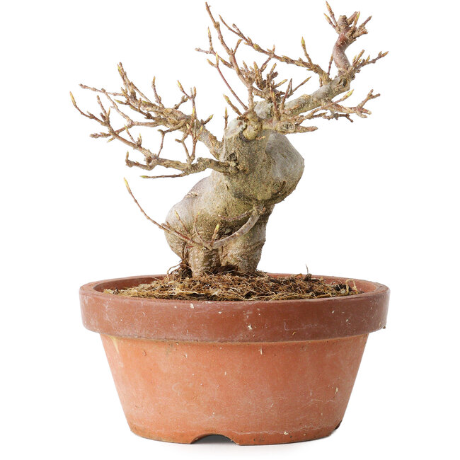 Acer buergerianum, 13 cm, ± 15 jaar oud