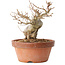 Acer buergerianum, 13 cm, ± 15 jaar oud