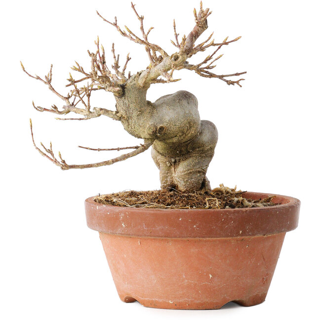 Acer buergerianum, 13 cm, ± 15 years old