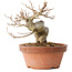 Acer buergerianum, 13 cm, ± 15 jaar oud