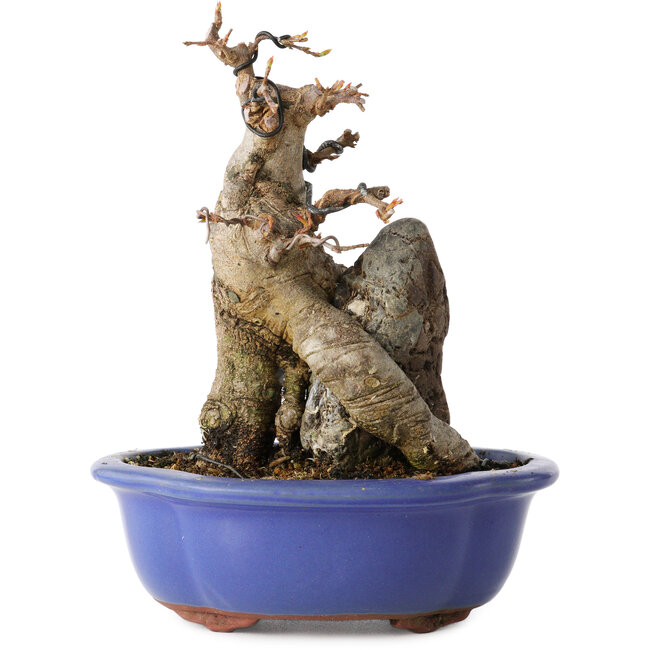 Acer buergerianum, 16 cm, ± 12 jaar oud