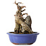 Acer buergerianum, 16 cm, ± 12 jaar oud