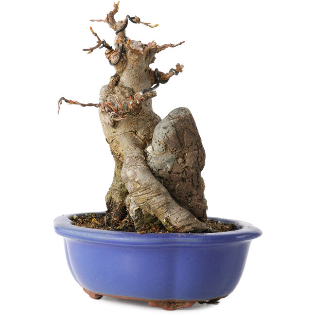 Acer buergerianum, 16 cm, ± 12 anni