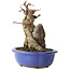 Acer buergerianum, 16 cm, ± 12 jaar oud