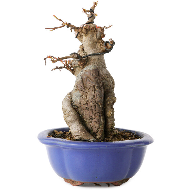 Acer buergerianum, 16 cm, ± 12 anni