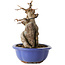 Acer buergerianum, 16 cm, ± 12 jaar oud
