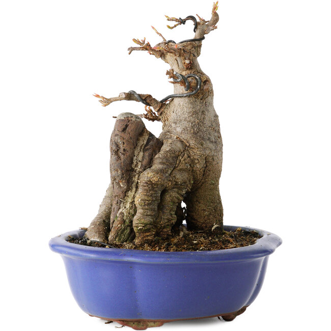 Acer buergerianum, 16 cm, ± 12 Jahre alt