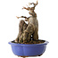 Acer buergerianum, 16 cm, ± 12 jaar oud