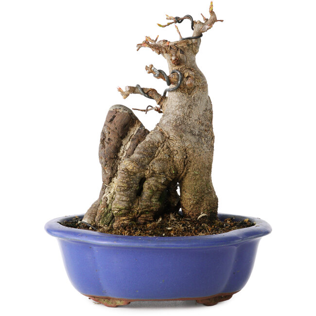 Acer buergerianum, 16 cm, ± 12 ans