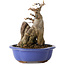 Acer buergerianum, 16 cm, ± 12 ans