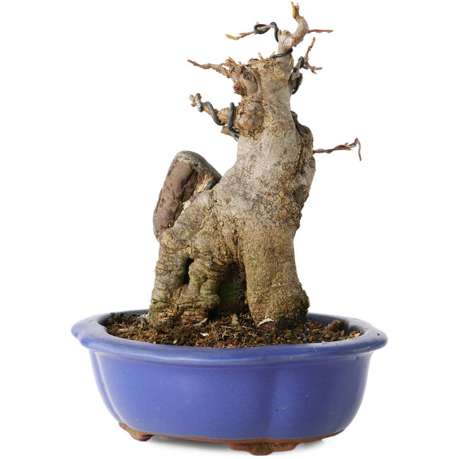 Acer buergerianum, 16 cm, ± 12 ans