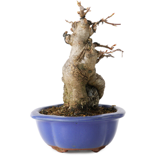 Acer buergerianum, 16 cm, ± 12 ans