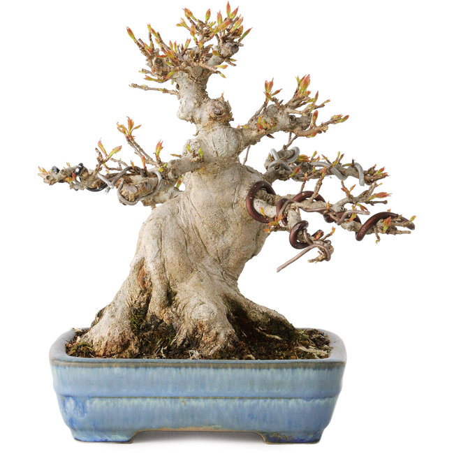 Acer buergerianum, 17 cm, ± 35 jaar oud, met een nebari van 11 cm, in een handgemaakte Japanse pot van Yamafusa