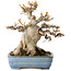 Acer buergerianum, 17 cm, ± 35 jaar oud, met een nebari van 11 cm, in een handgemaakte Japanse pot van Yamafusa