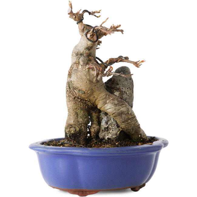 Acer buergerianum, 16 cm, ± 12 ans