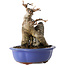 Acer buergerianum, 16 cm, ± 12 jaar oud