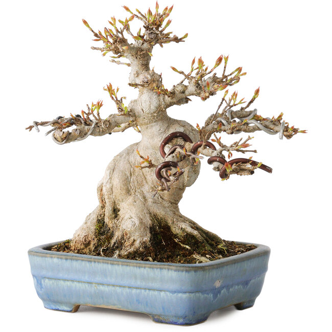 Acer buergerianum, 17 cm, ± 35 jaar oud, met een nebari van 11 cm, in een handgemaakte Japanse pot van Yamafusa