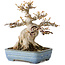 Acer buergerianum, 17 cm, ± 35 jaar oud, met een nebari van 11 cm, in een handgemaakte Japanse pot van Yamafusa