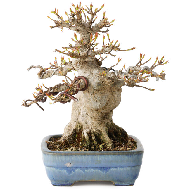 Acer buergerianum, 17 cm, ± 35 anni, con un nebari di 11 cm, in un vaso giapponese fatto a mano da Yamafusa