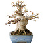 Acer buergerianum, 17 cm, ± 35 jaar oud, met een nebari van 11 cm, in een handgemaakte Japanse pot van Yamafusa