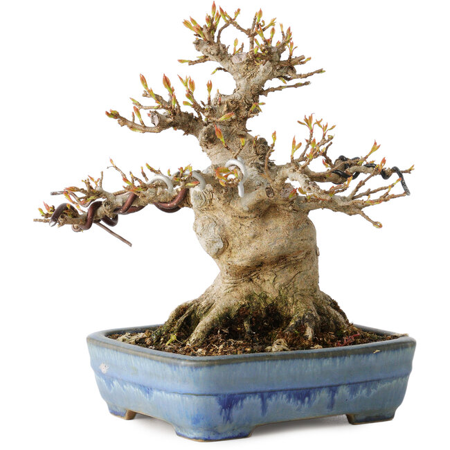Acer buergerianum, 17 cm, ± 35 ans, avec un nebari de 11 cm, dans un pot japonais fait main par Yamafusa
