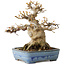 Acer buergerianum, 17 cm, ± 35 jaar oud, met een nebari van 11 cm, in een handgemaakte Japanse pot van Yamafusa