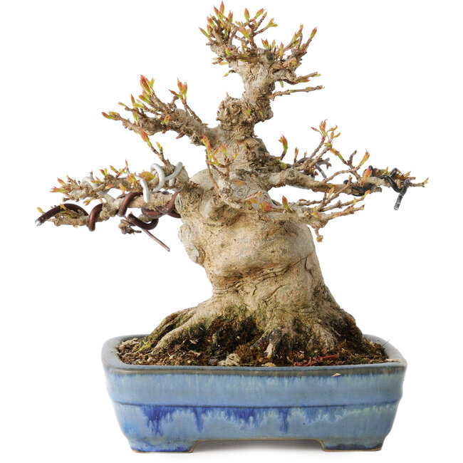 Acer buergerianum, 17 cm, ± 35 años, con un nebari de 11 cm, en una maceta japonesa hecha a mano por Yamafusa