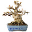 Acer buergerianum, 17 cm, ± 35 jaar oud, met een nebari van 11 cm, in een handgemaakte Japanse pot van Yamafusa
