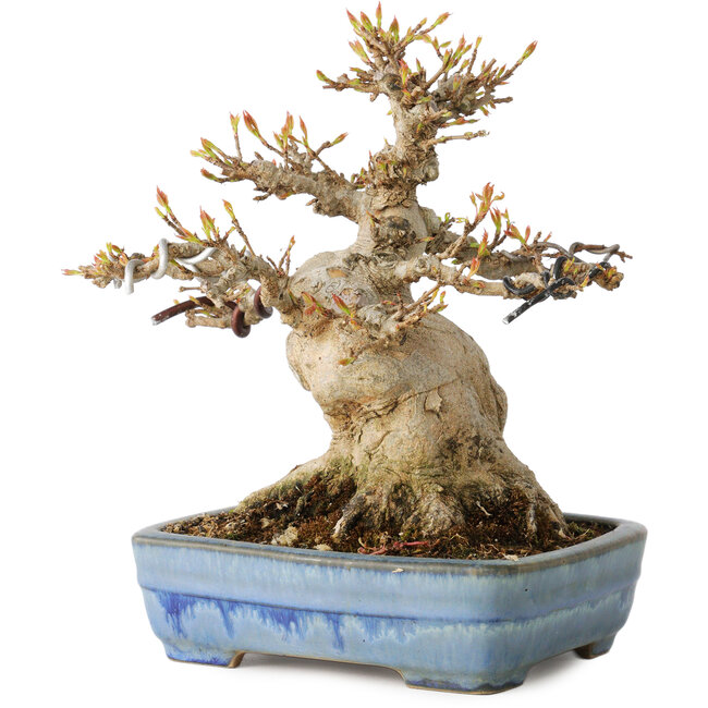 Acer buergerianum, 17 cm, ± 35 Jahre alt, mit einem Nebari von 11 cm, in einem handgefertigten japanischen Topf von Yamafusa