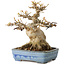 Acer buergerianum, 17 cm, ± 35 years old, with a nebari of 11 cm, in a handmade Japanese pot by Yamafusa