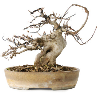 Acer buergerianum, 16 cm, ± 20 jaar oud