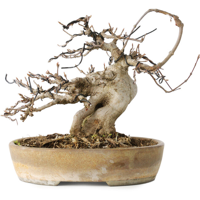 Acer buergerianum, 16 cm, ± 20 jaar oud, met een nebari van 9 cm