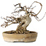 Acer buergerianum, 16 cm, ± 20 jaar oud, met een nebari van 9 cm