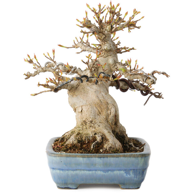 Acer buergerianum, 17 cm, ± 35 jaar oud, met een nebari van 11 cm, in een handgemaakte Japanse pot van Yamafusa