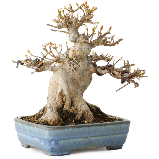 Acer buergerianum, 17 cm, ± 35 anni, con un nebari di 11 cm, in un vaso giapponese fatto a mano da Yamafusa