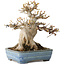Acer buergerianum, 17 cm, ± 35 jaar oud, met een nebari van 11 cm, in een handgemaakte Japanse pot van Yamafusa