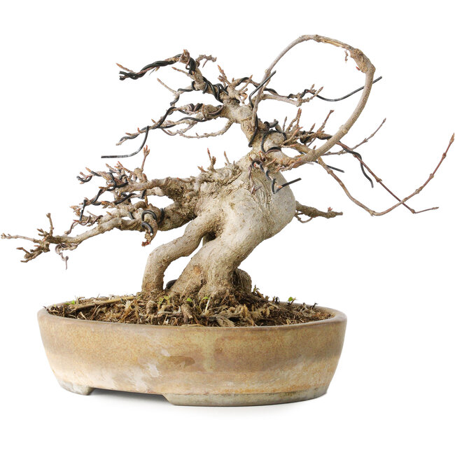 Acer buergerianum, 16 cm, ± 20 years old, with a nebari of 9 cm