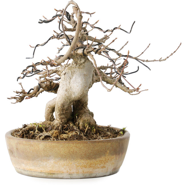 Acer buergerianum, 16 cm, ± 20 años, con un nebari de 9 cm