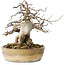 Acer buergerianum, 16 cm, ± 20 jaar oud, met een nebari van 9 cm
