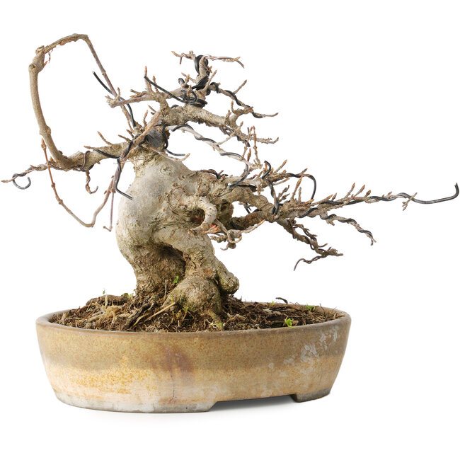 Acer buergerianum, 16 cm, ± 20 years old, with a nebari of 9 cm