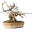 Acer buergerianum, 16 cm, ± 20 jaar oud, met een nebari van 9 cm