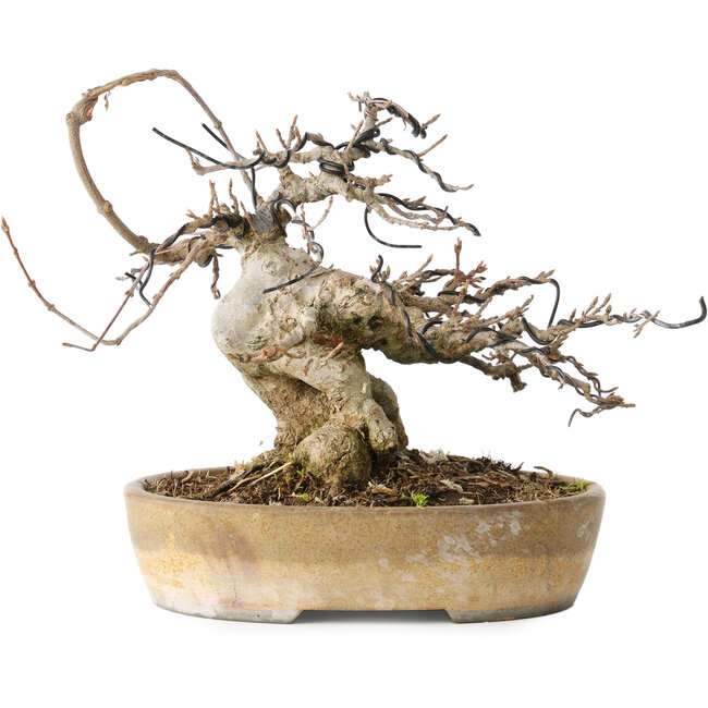 Acer buergerianum, 16 cm, ± 20 anni, con un nebari di 9 cm