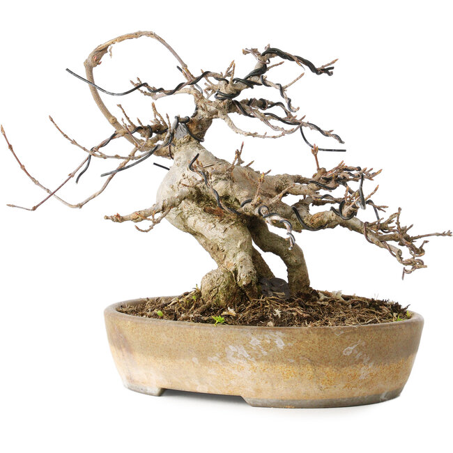 Acer buergerianum, 16 cm, ± 20 jaar oud, met een nebari van 9 cm