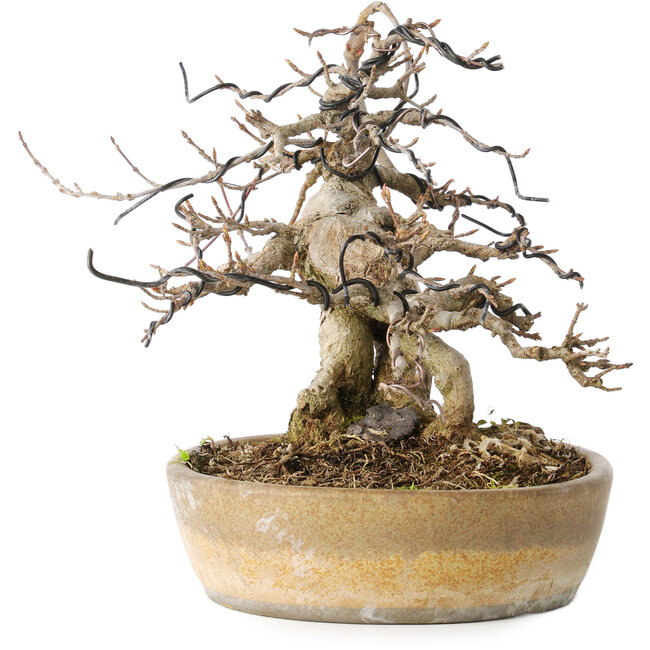 Acer buergerianum, 16 cm, ± 20 jaar oud, met een nebari van 9 cm