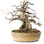 Acer buergerianum, 16 cm, ± 20 jaar oud, met een nebari van 9 cm