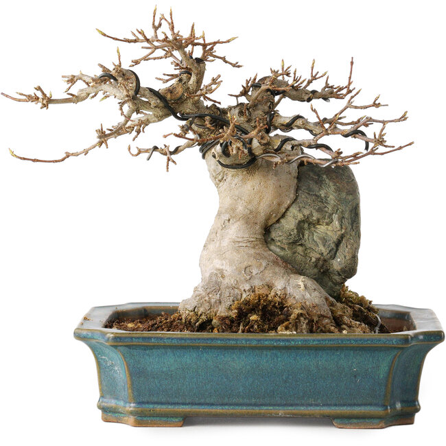 Acer buergerianum, 15 cm, ± 35 anni, con un nebari di 9 cm